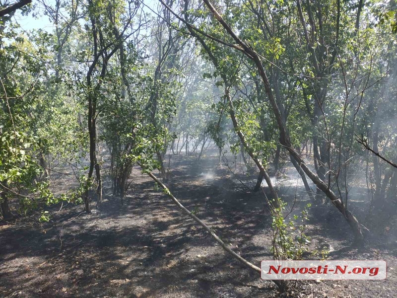 В Николаеве горит парк Дубки. Видео