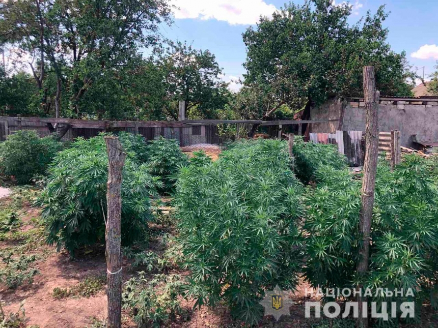 В Николаевской области у двоих жителей нашли 125 кустов конопли и канабис