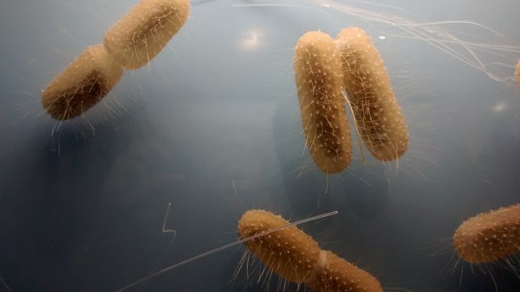 Ученые нашли живые бактерии, которым больше 100 миллионов лет. Видео