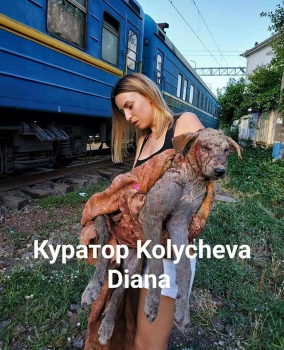 В Одессе зоозащитницу покусала собака: пострадавшая в реанимации