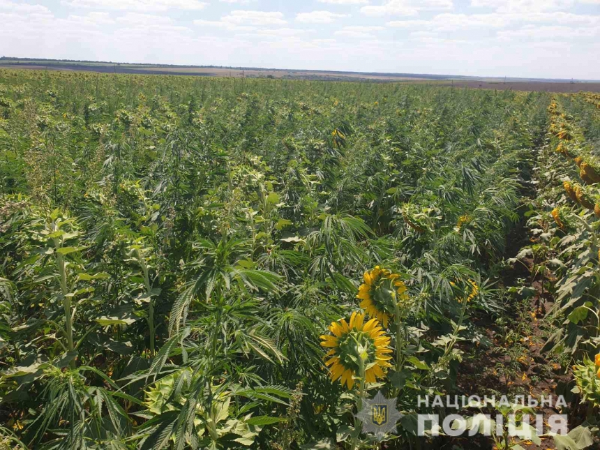 В Николаевской области между подсолнухами посадили коноплю на 29 миллионов гривен