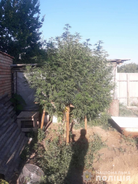 У 64-летнего жителя Николаевской области нашли коноплю, которую он растил «для себя». Видео