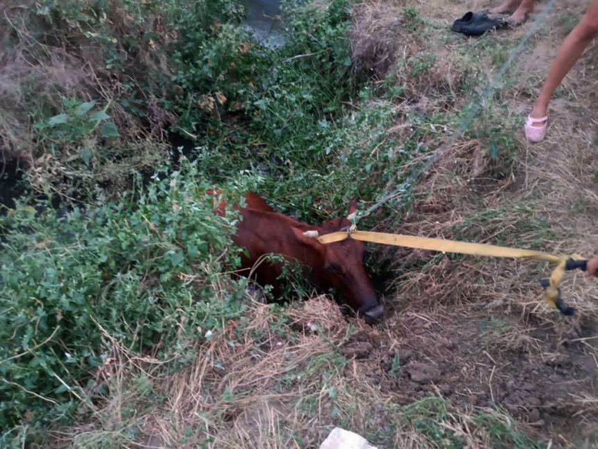 В Новой Одессе спасатели достали из канализационного колодца корову