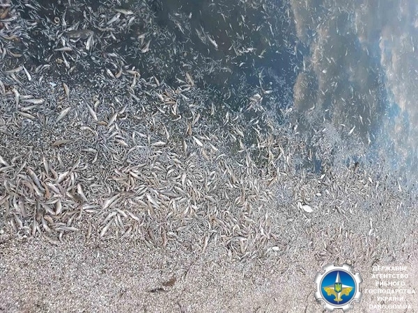 В Днепровско-Бугском лимане погибли 1,6 миллиона особей рыбы