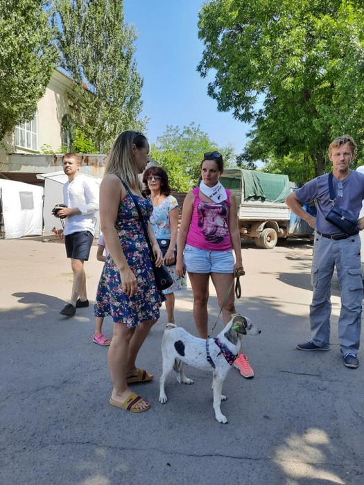 В Николаеве на выставке беспородных собак предлагают взять себе четырехлапого друга. ФОТО