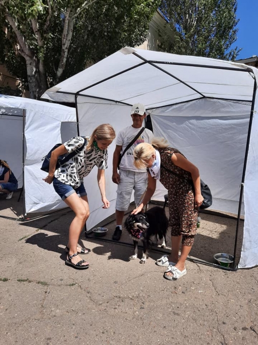 В Николаеве на выставке беспородных собак предлагают взять себе четырехлапого друга. ФОТО