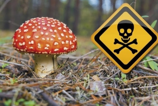 В Николаевской области в нынешнем году не зафиксированы случаи отравления грибами