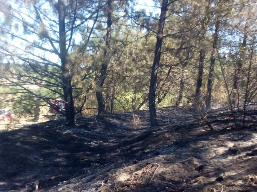 В Николаевской области неизвестные подожгли лес: площадь пожара составила 4000 м кв