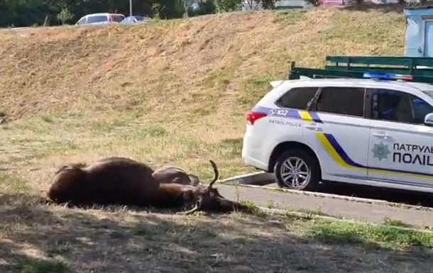 В ДТП в Киеве погиб лось