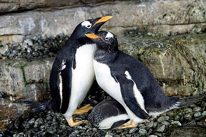 Пара пингвинов-лесбиянок «усыновила» пингвиненка