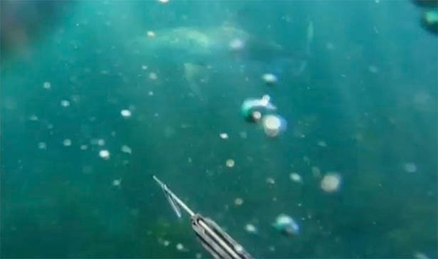 Акула-людоед подплыла к двум дайверам во время подводной охоты. Видео