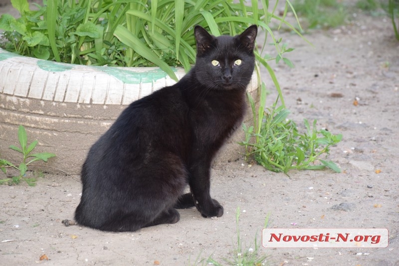 В Николаеве автомобиль сломал ногу женщине, пытавшейся спасти своего кота