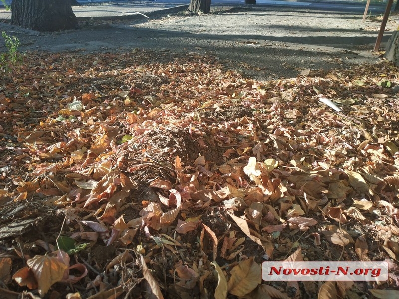 В Николаеве нет денег на уборку опавшей листвы