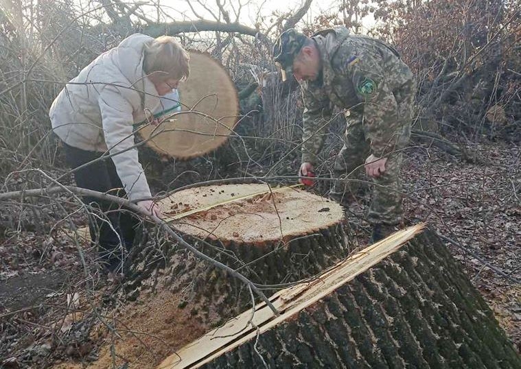 В Полесье резко ускорилась вырубка леса, через 40 лет ее не спасет и посадка деревьев