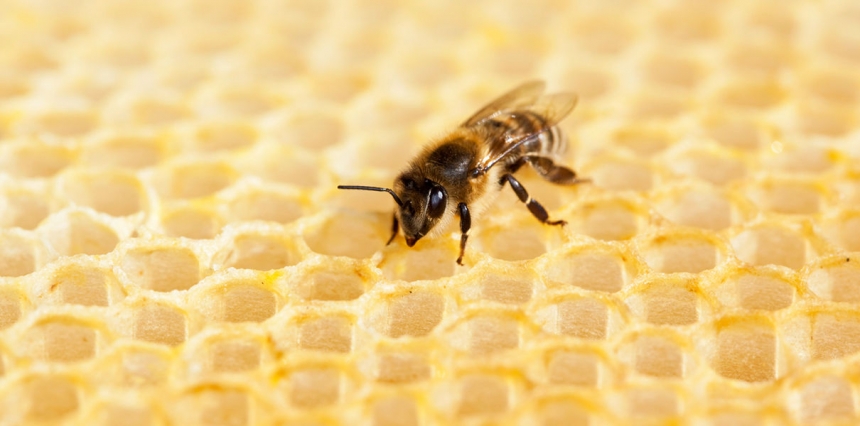 В пчелах обнаружили эффективное оружие против рака