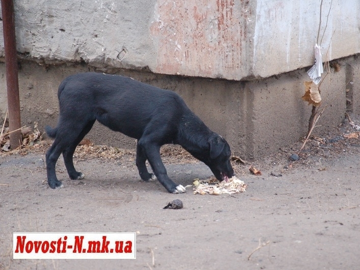 В Николаеве за месяц «Четыре лапы» стерилизовали и вакцинировали от бешенства 400 собак и котов