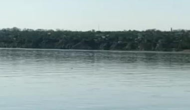 В районе Яхт-клуба в Николаеве плавали дельфины. Видео