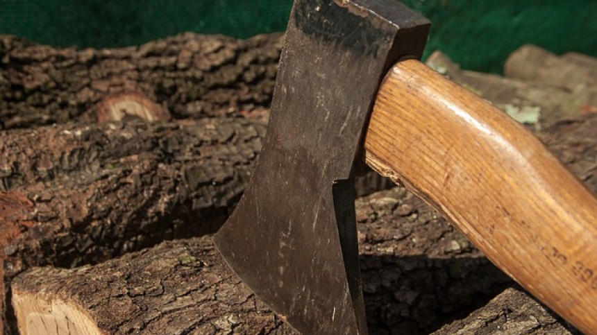Спустя два года жителя Николаевской области заставили уплатить штраф за вырубку дубов