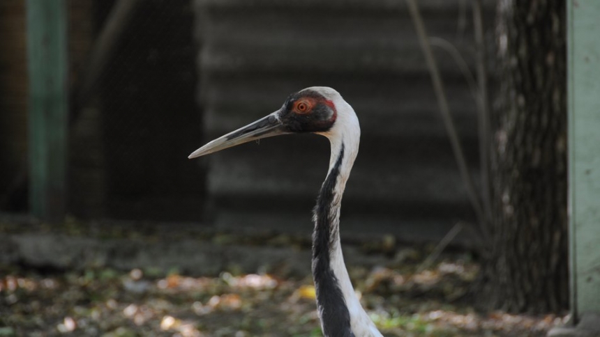 Пернатая любовь: истории птиц-долгожителей из Николаевского зоопарка