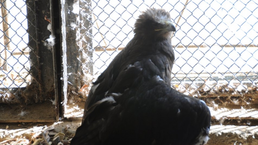 Пернатая любовь: истории птиц-долгожителей из Николаевского зоопарка