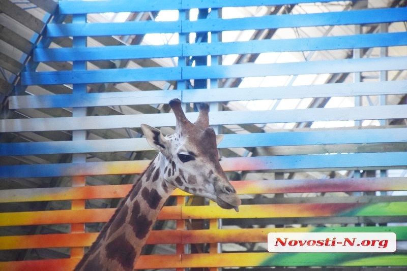 В Николаевском зоопарке показали, как и чем кормят жирафов