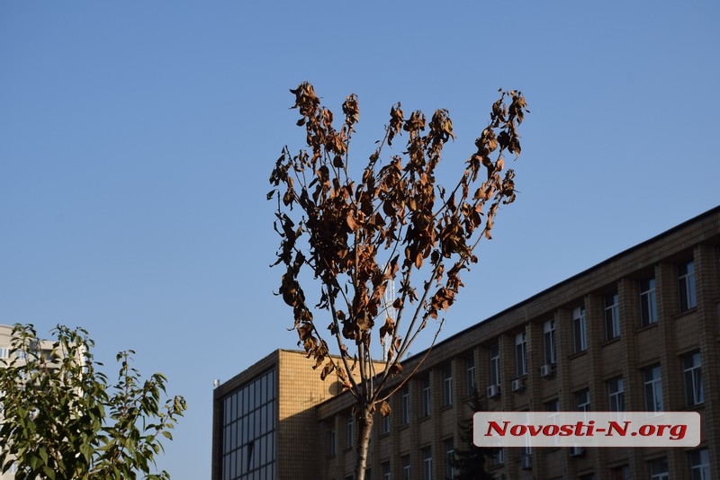 В Николаеве на Серой площади высохло дерево в серой кадке