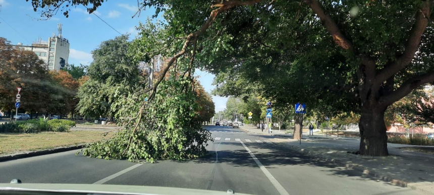 В Николаеве упавшая ветка перекрыла проезд по Садовой