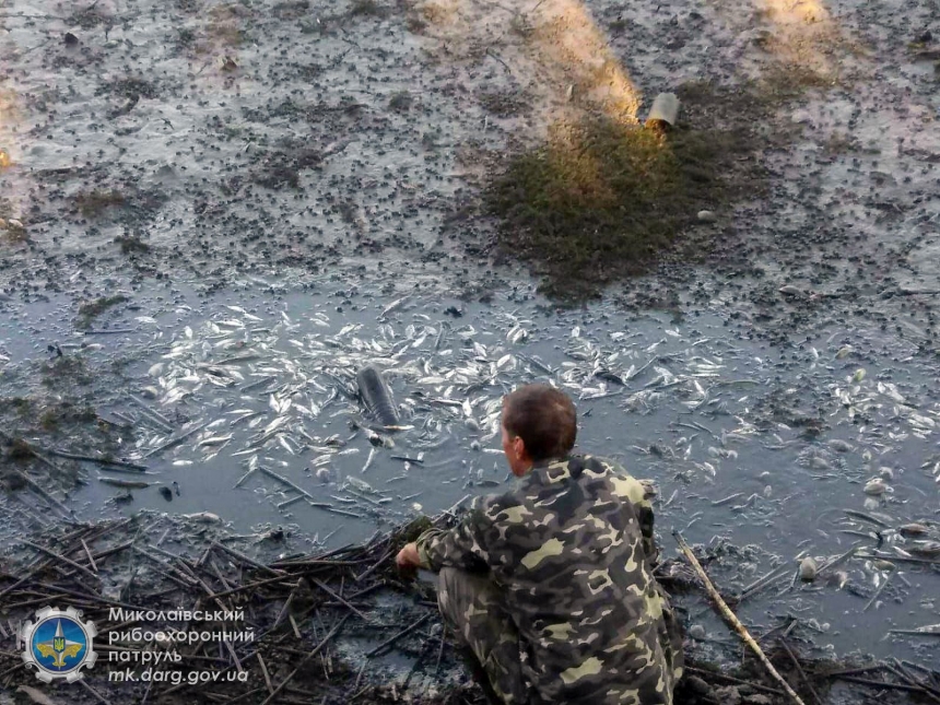 В Николаевской области частично осушили Южный Буг – массово погибла краснокнижная рыба