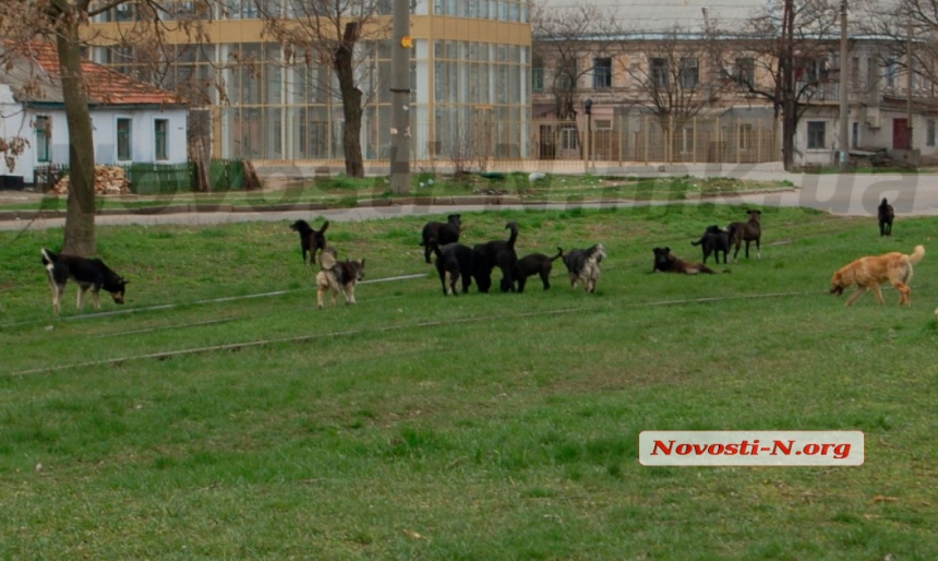 В Николаеве за отлов собак с улиц хотят заплатить почти 2 миллиона