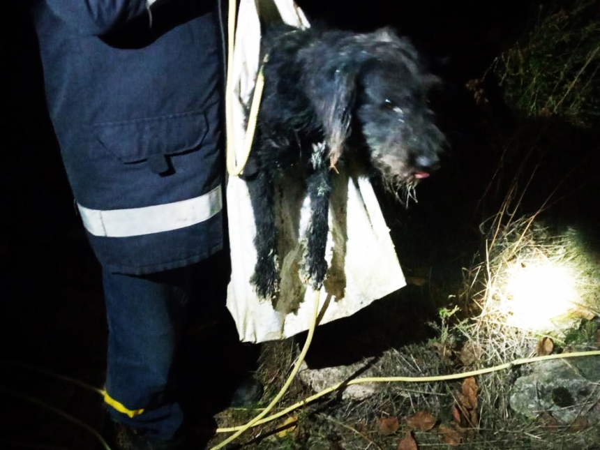 В Николаевской области спасатели достали собаку, упавшую в колодец