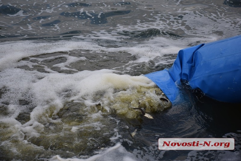 В реку Южный Буг в Николаеве выпустили 6,5 тонн рыбы. ФОТОРЕПОРТАЖ