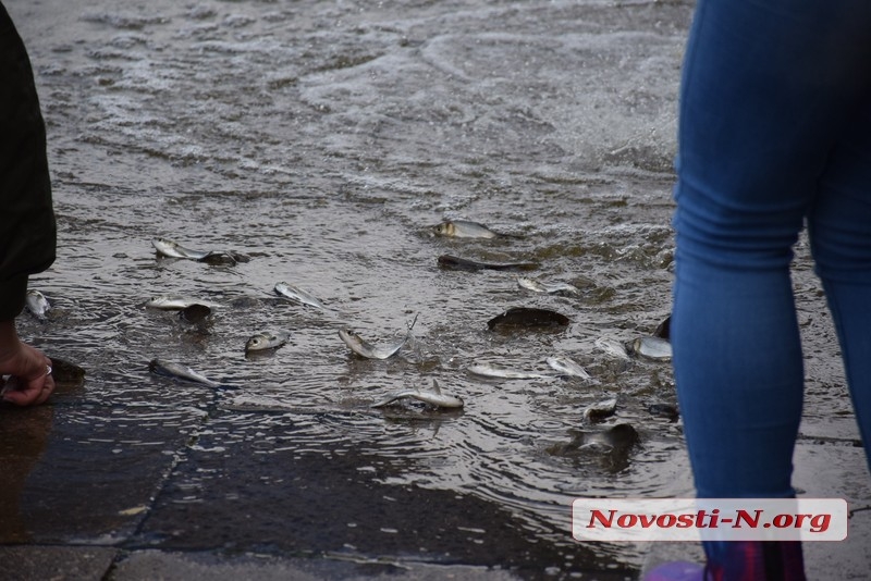 В реку Южный Буг в Николаеве выпустили 6,5 тонн рыбы. ФОТОРЕПОРТАЖ
