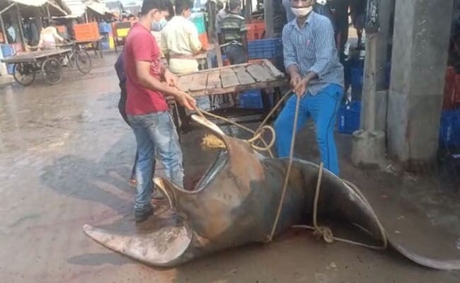 Рыбаки случайно поймали гигантского морского дьявола весом 750 килограммов