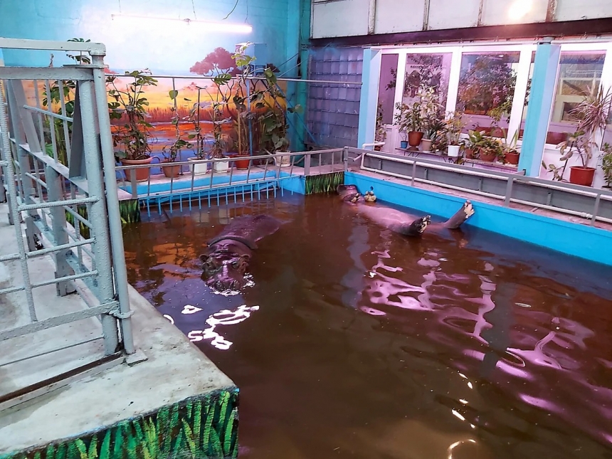 В зоопарке Николаева бегемоты принимают теплые ванны, плавая на спине
