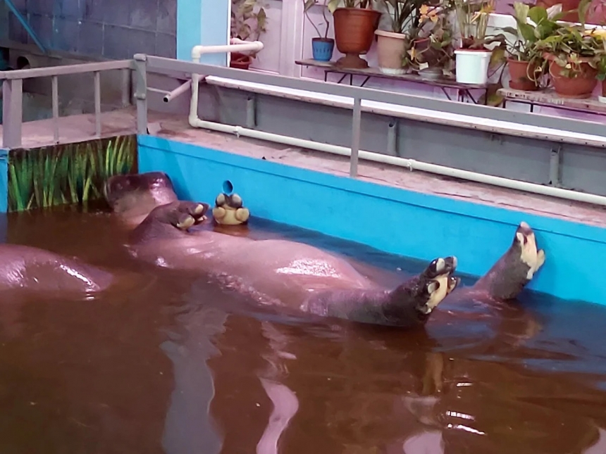 В зоопарке Николаева бегемоты принимают теплые ванны, плавая на спине