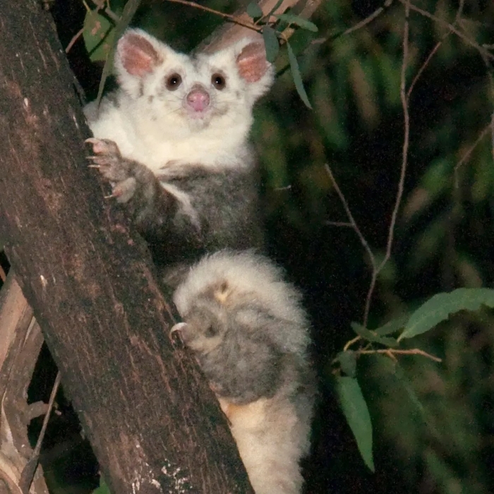 В Австралии исследовали обнаружили два новых вида животных. Фото
