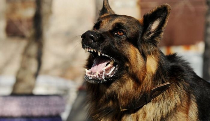 В Николаеве суд обязал горсовет заплатить 5,6 тысяч женщине, на которую напали бездомные собаки   