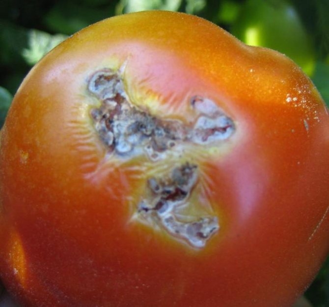 Украинский рынок томатов под угрозой из-за разрушительного нашествия моли