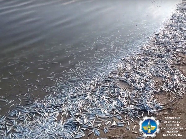 В лимане Азовского моря массово погибла рыба: берег завалило хамсой