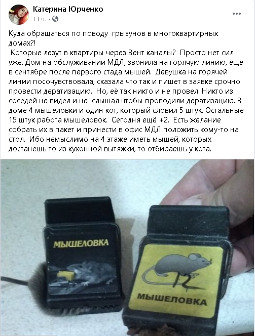 «Собрать в пакет и принести в МДЛ»: в Николаеве жители пожаловались на нашествие мышей