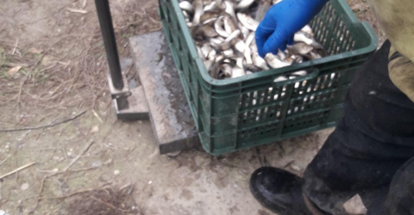 В Николаевской области в пруд выпустили 600 кг толстолобиков