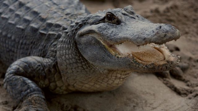 Школьница спасла от крокодила маленького мальчика