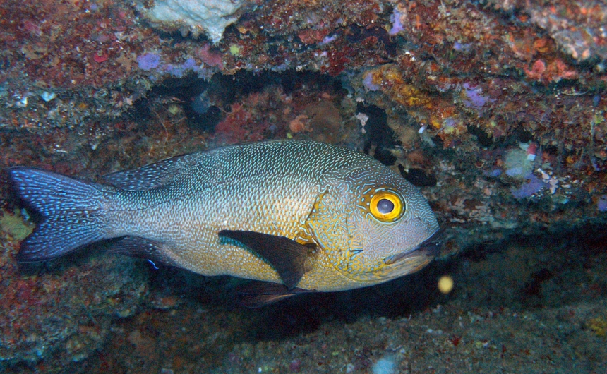 Обнаружена самая старая тропическая рыба в мире