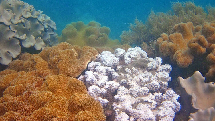 Ученые хотят запретить в Европе солнцезащитные кремы, чтобы спасти кораллы