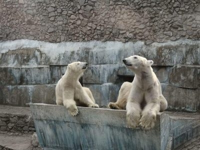 Белые медведи в Николаевском зоопарке впали в спячку