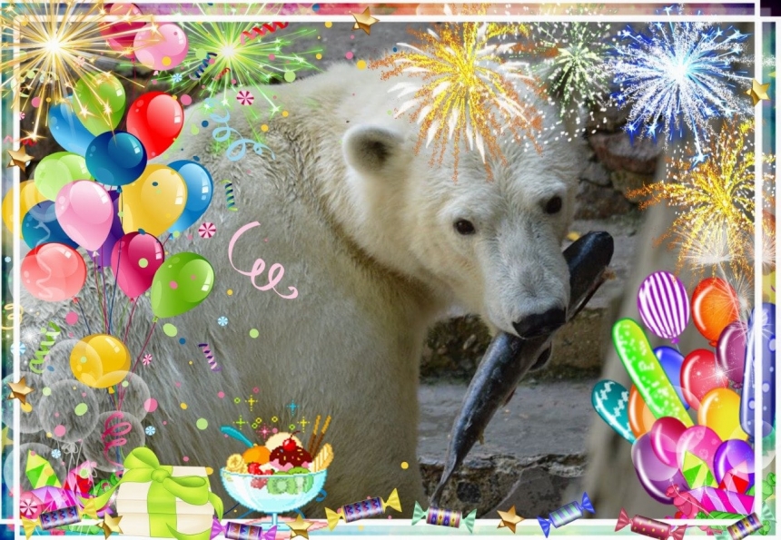 Николаевский зоопарк празднует третий день рожденья медвежонка Сметанки