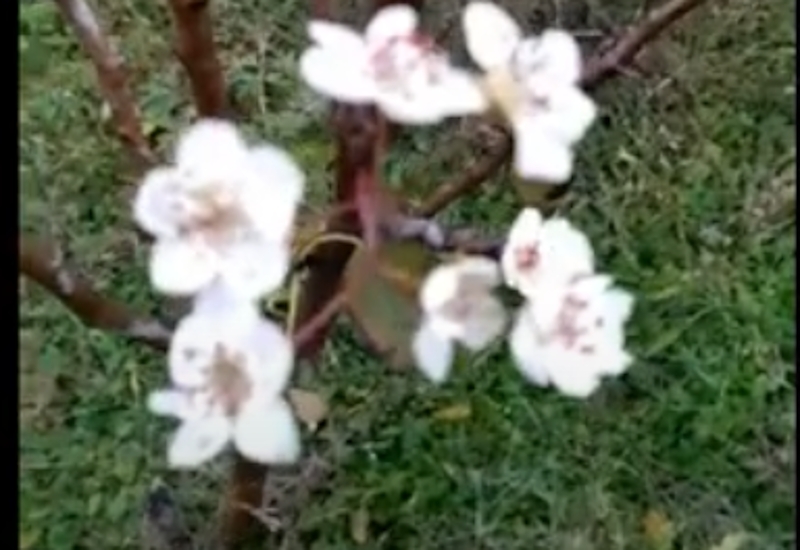 В Николаеве в декабре зацвел яблоневый сад. ВИДЕО