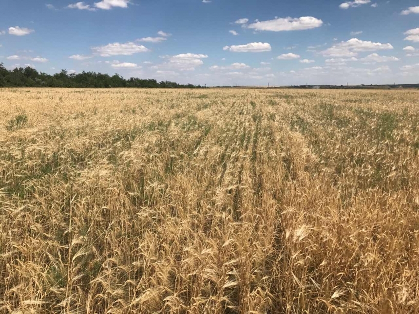 В Николаевской области предприниматель выращивал зерно на пастбище за 5 миллионов