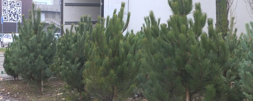 В Николаеве начали продавать елки — цены от 100 гривен