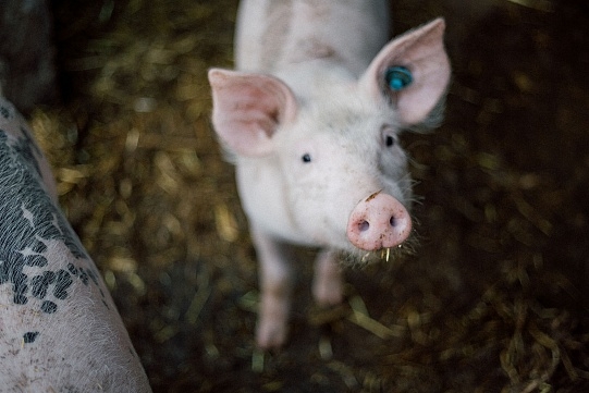В Николаевской области обнаружили африканскую чуму свиней